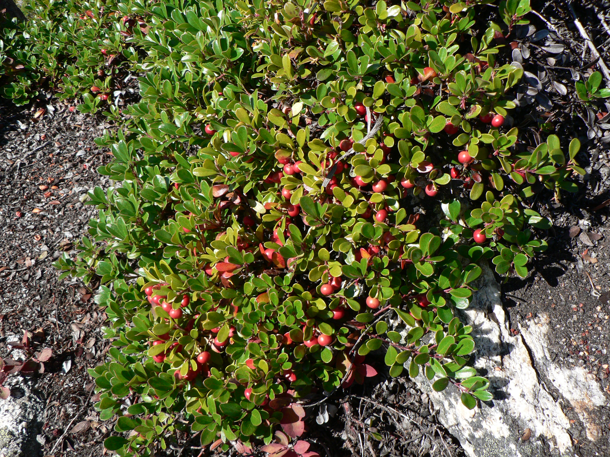 Arctostaphylos uva-ursi bearberry with green leaves and red berries, a botanical source associated with arbutin