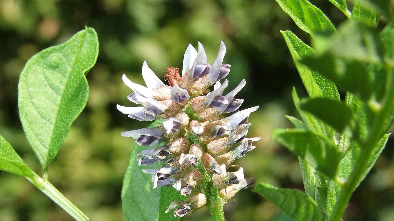 Glycyrrhiza glabra inflorescence and leaves, the botanical source associated with Glabridin