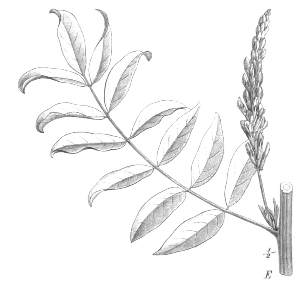Botanical illustration of Glycyrrhiza glabra, the plant associated with Glabridin