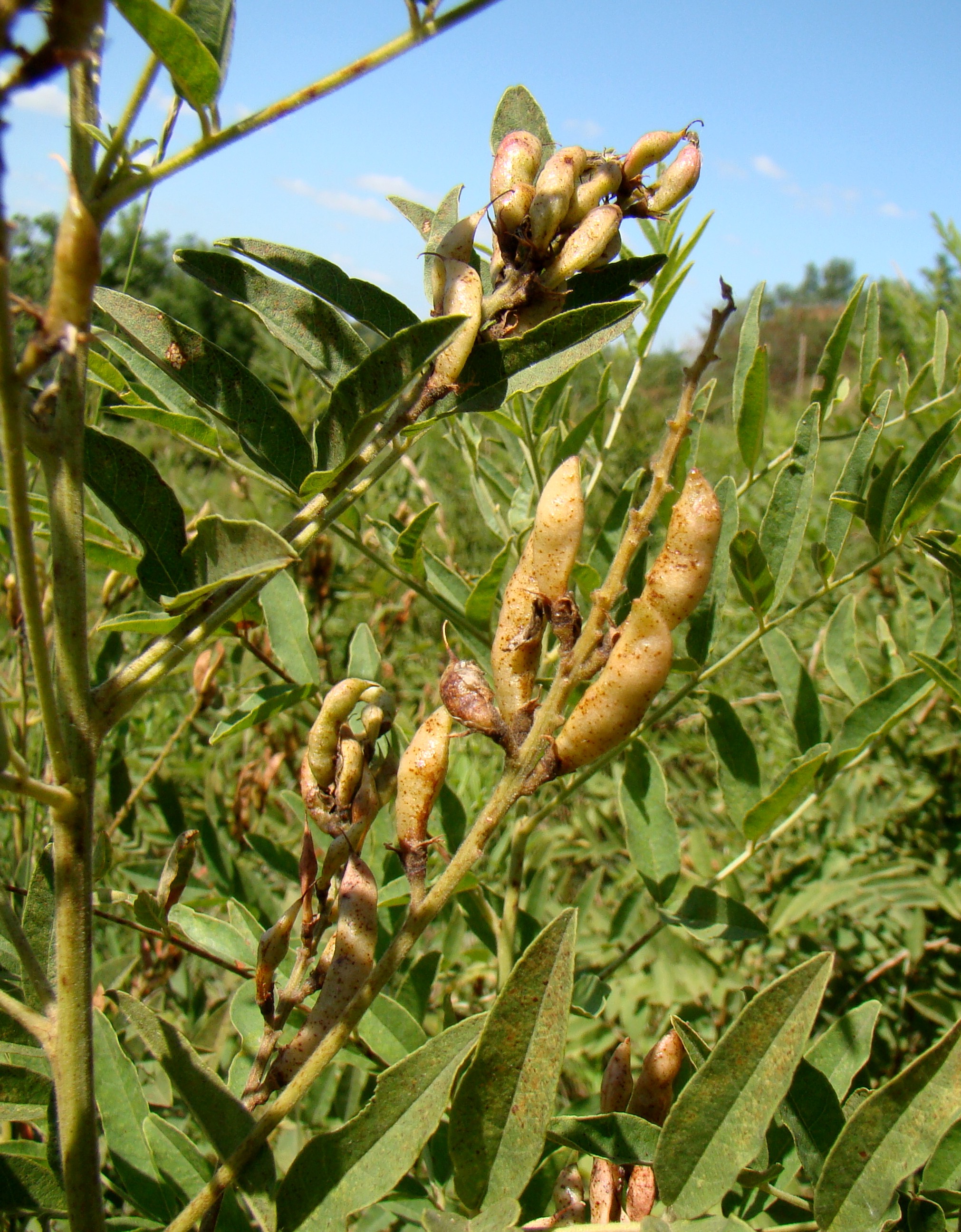 Glycyrrhiza glabra plant with leaves and seed pods, a botanical source associated with Glabridin